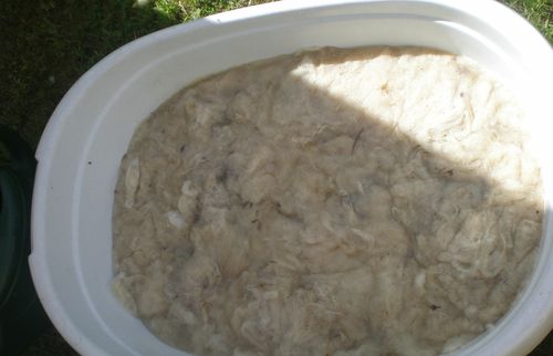schafschur10 schafschur10